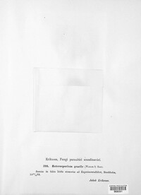 Cladosporium iridis image